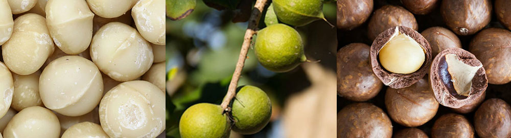 Macadamia Kuruyemiş Ayırma Ekipmanı